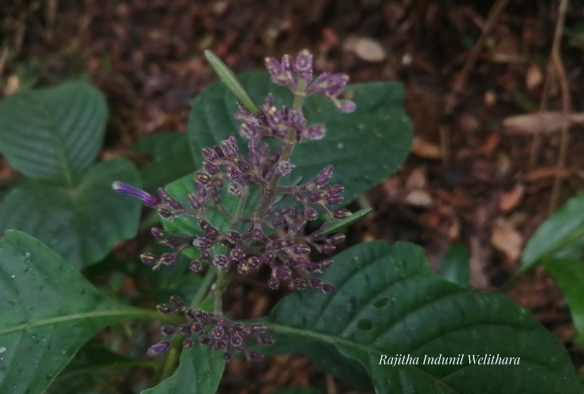 Gymnostachyum paniculatum T.Anderson